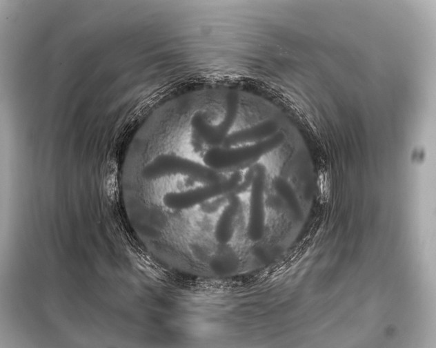 X0000099420963200805161042