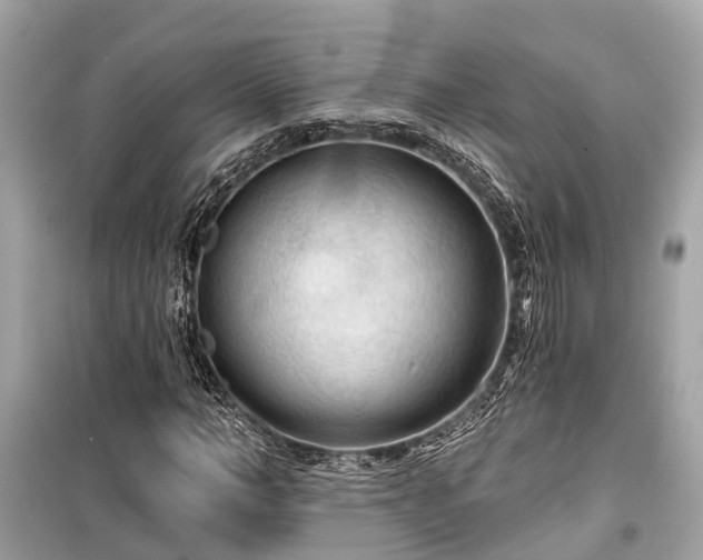 X0000099420966200805161042