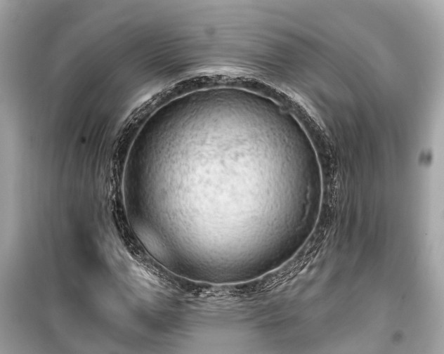 X0000099420967200805161042
