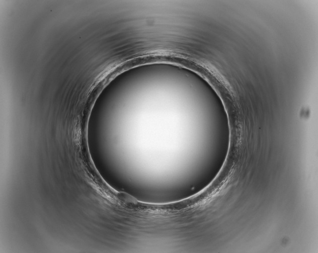 X0000099420969200805161042