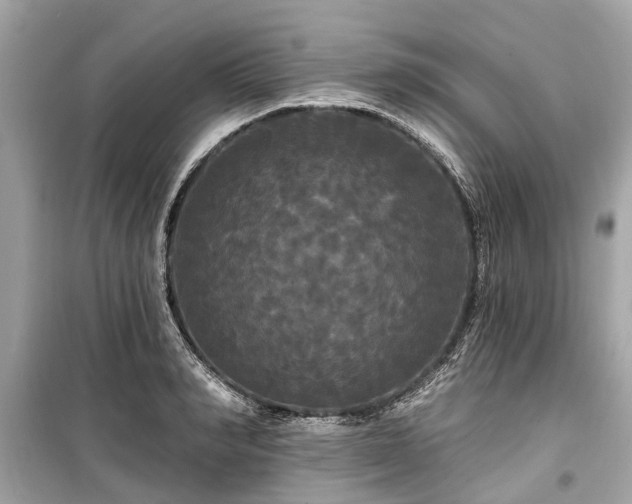 X0000099420990200805161041