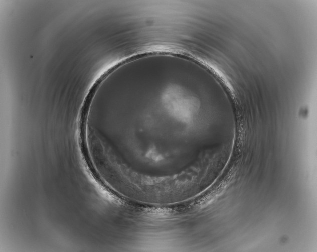 X0000099420991200805161041
