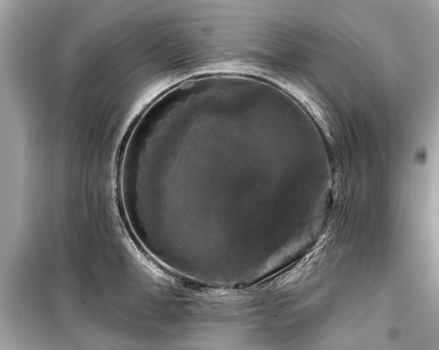 X0000099420998200805161041