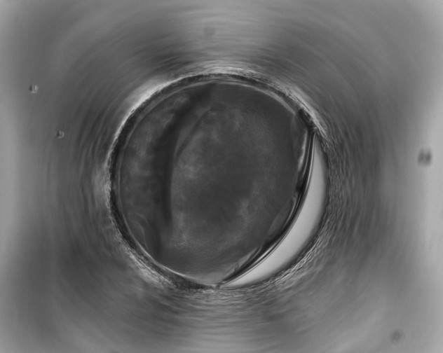 X0000099421024200805161041