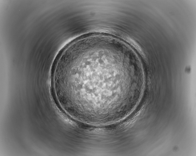 X0000099421028200805161041