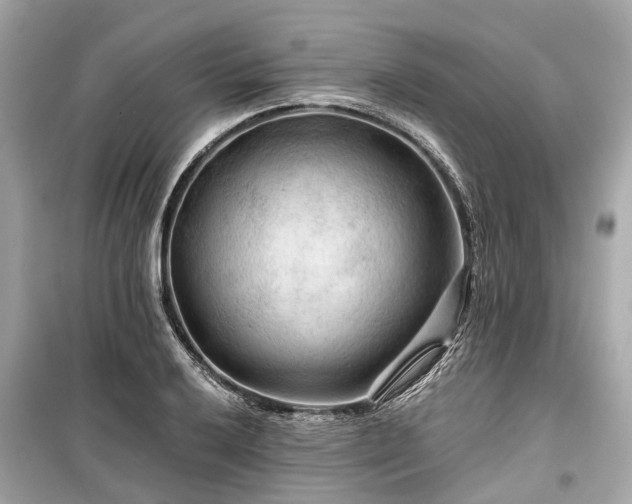 X0000099421032200805161041