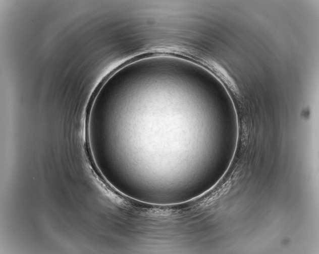 X0000099421036200805161041