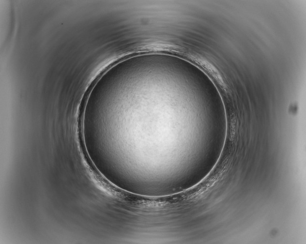X0000099421039200805161041