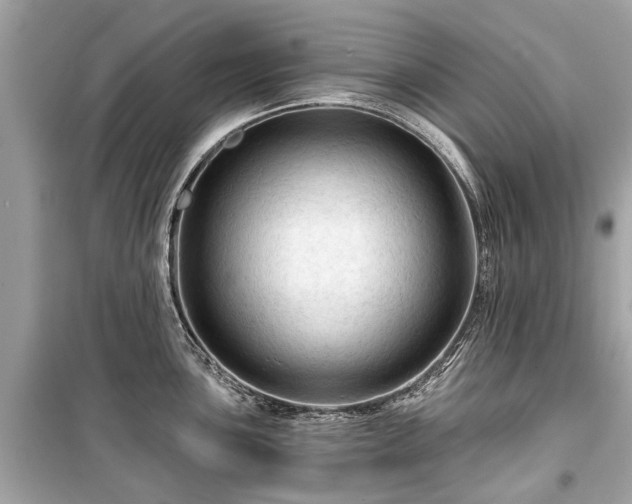 X0000099421051200805161041