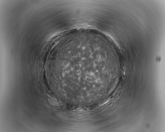 X0000099421063200805161040