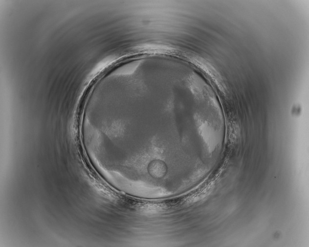X0000099421074200805161040