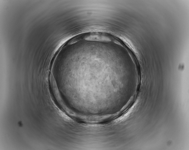 X0000099421081200805161040