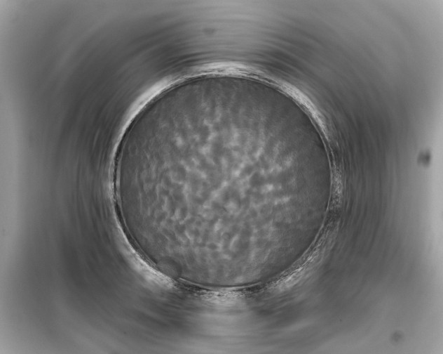 X0000099421090200805161040