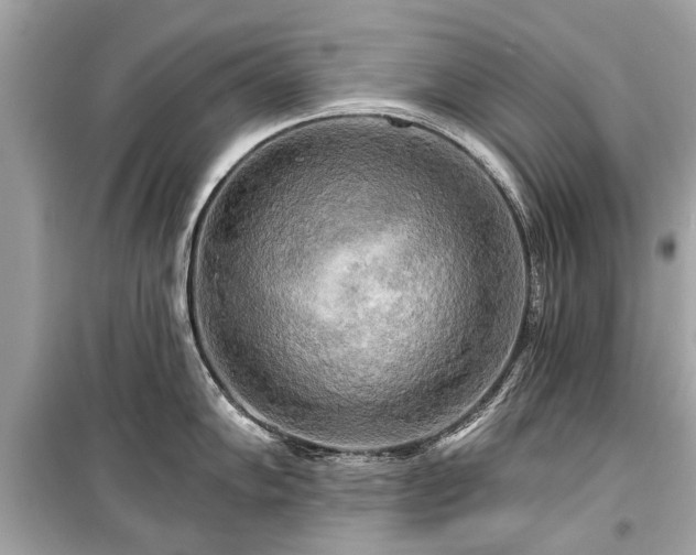 X0000099421102200805161039