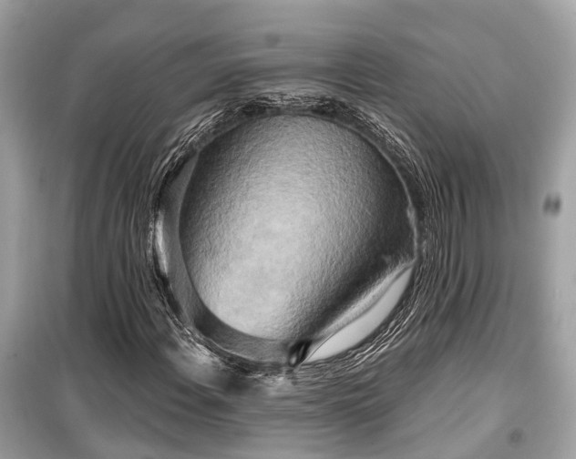 X0000099421108200805161039