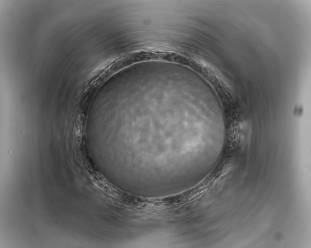 X0000099421110200805161039