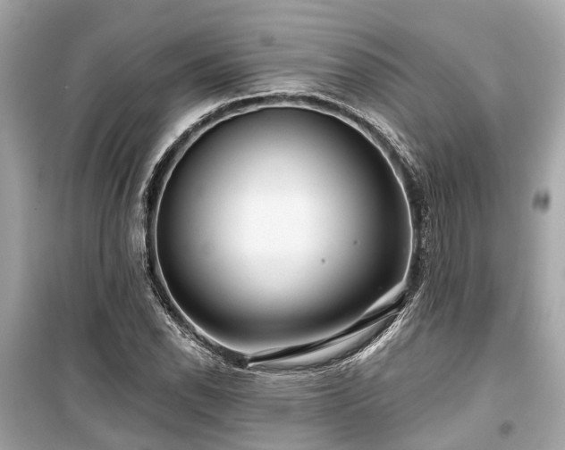 X0000099421118200805161039
