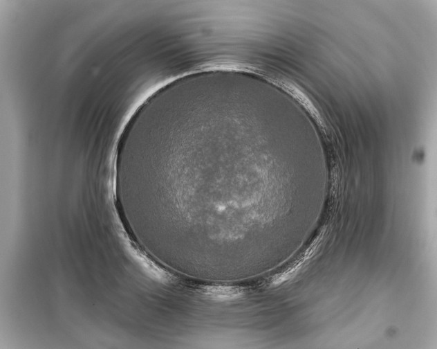 X0000099421132200805161039