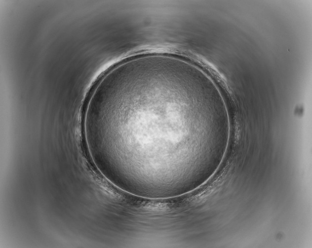 X0000099421174200805161038