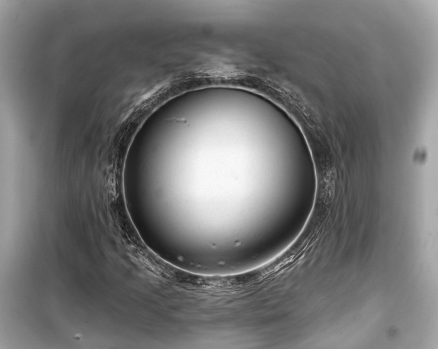 X0000099421205200805161037