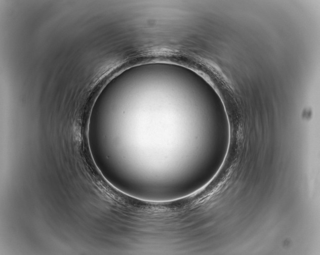 X0000099421209200805161037