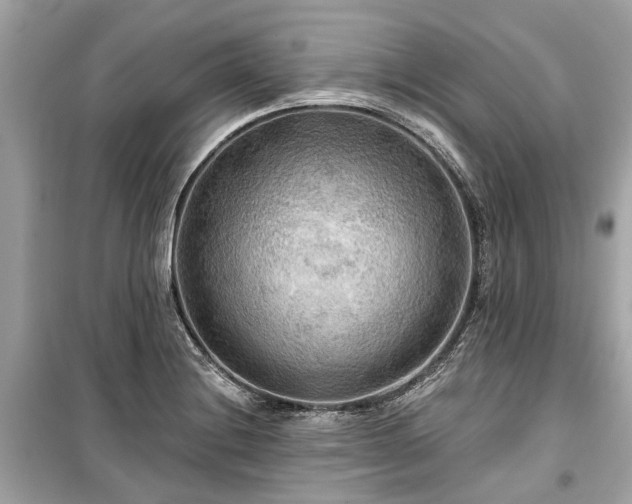 X0000099421228200805161038