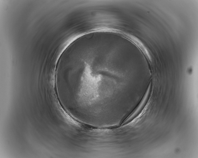 X0000099421244200805161038