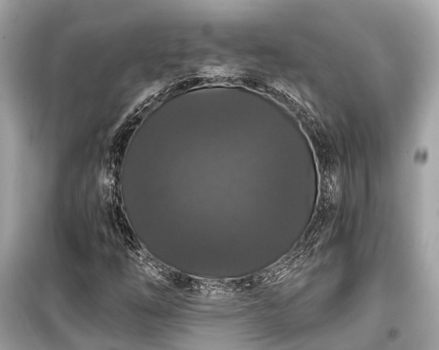 X0000099421254200805161037