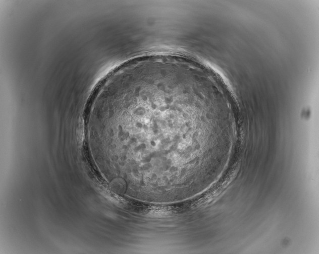 X0000099421267200805161037