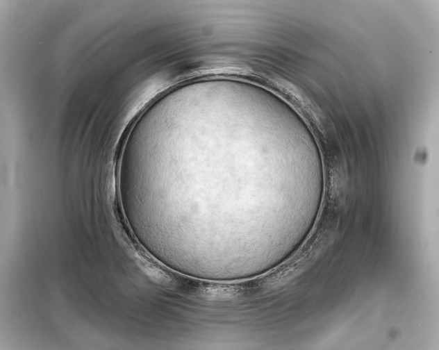 X0000099421274200805161037