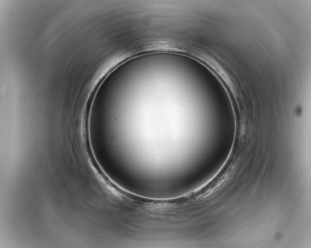 X0000099421293200805161037