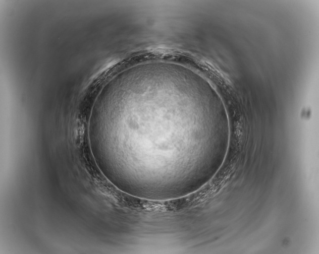 X0000099421302200805161036