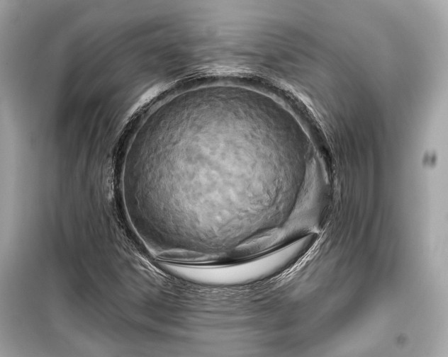 X0000099421306200805161036