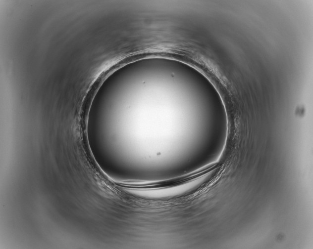 X0000099421308200805161036