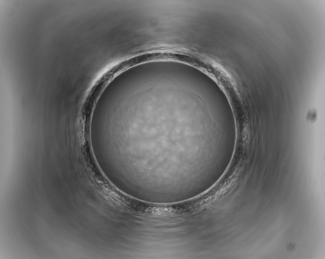 X0000099421310200805161036