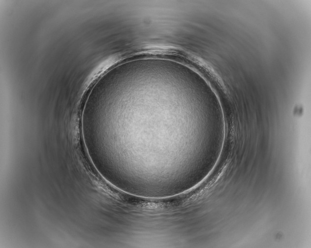 X0000099421362200805161036