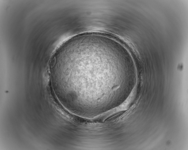 X0000099421363200805161036