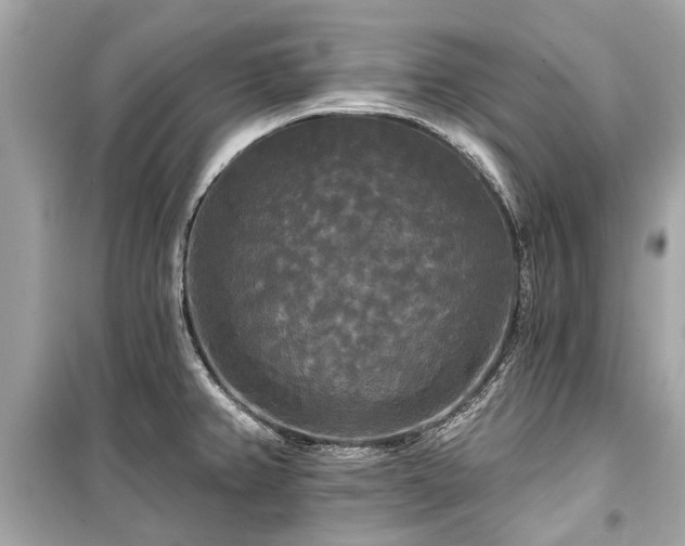 X0000099421382200805161035