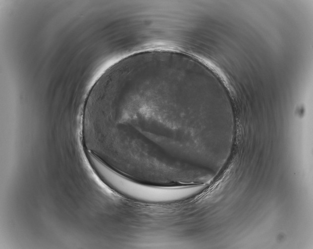 X0000099421383200805161035