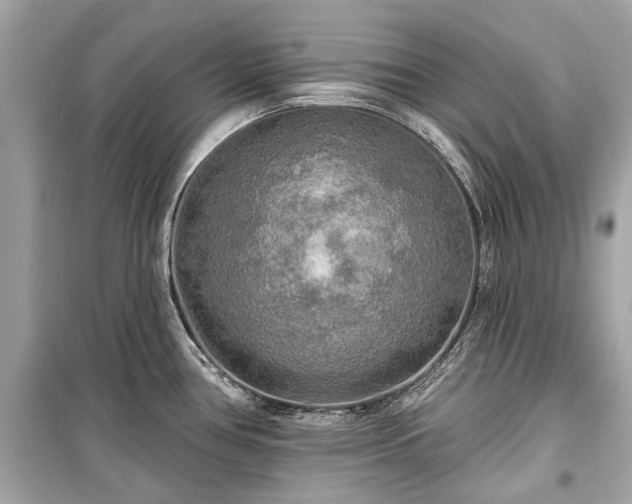 X0000099421386200805161035