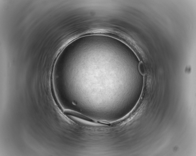 X0000099421417200805161035