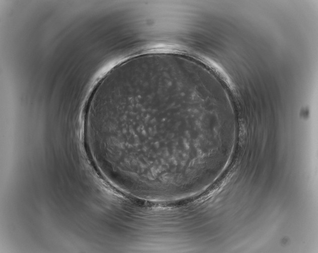 X0000099421419200805161035