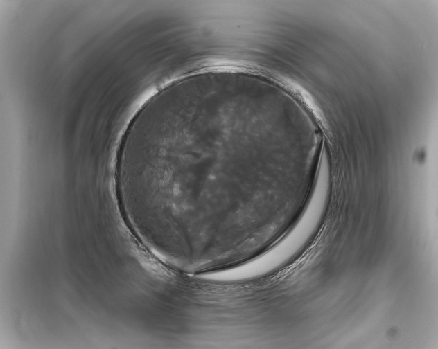 X0000099421427200805161035