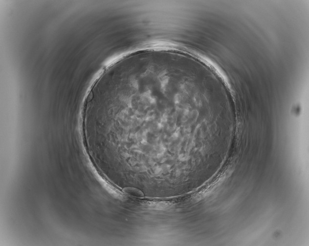 X0000099421429200805161035