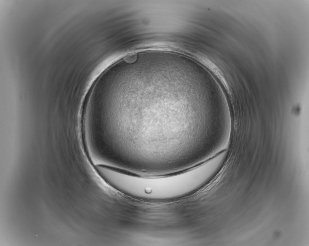 X0000099421482200805161034