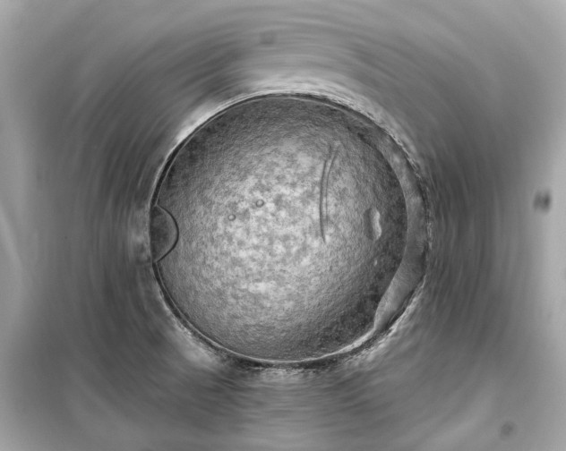 X0000099421521200805161034
