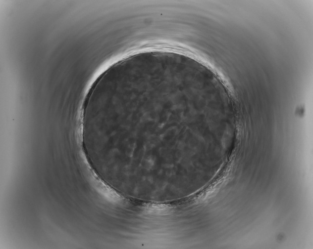 X0000099421522200805161034