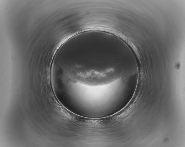 X0000099421529200805161034