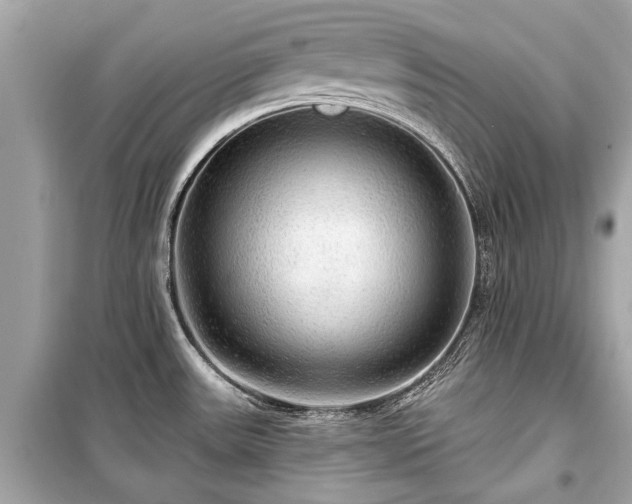 X0000099421531200805161034