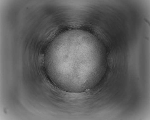 X0000099420034200805231640